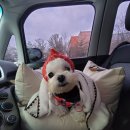 장재영외과동물병원 이미지