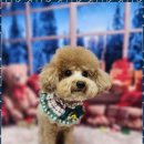 예쁘개 미용 이미지