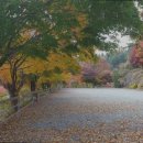 북면167 | [가평 캠핑장 추천] 브라보캠핑장 가평 캠핑장 브라보캠핑장, 자연 속 힐링 공간