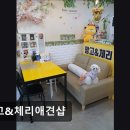 망고&체리 애견샵 네이버블로그