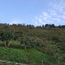 금진농장 이미지