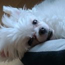 별이와개똥이 이미지