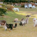 고양이정원 이미지