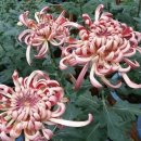 의귀교회 이미지