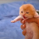 네코모리 이미지