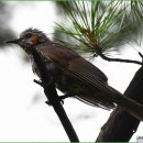 딱따구리 이미지