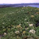 제주 삼도파초일엽 자생지 이미지