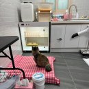 발라당냥 이미지