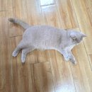 주세요닷컴 | [반려동물입양] 주세요닷컴에서 평생반려묘 고양이입양후기