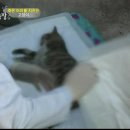 낭만고양이 이미지
