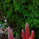 맹독성 붉은사슴뿔 버섯 이미지