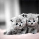 아이들 동물병원 이미지