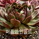 골드퍼플