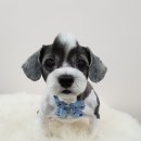 윤애견미용 이미지