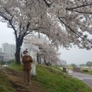 비래가양터널 주변 | 🌸대전 벚꽃 사냥, 강아지 동반가능 스팟 9곳 (+히든스팟)🌸