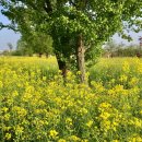 만연산큰재등산로 공중화장실 | [광주/전라도/여행] 광주, 광주근교 가볼만한 곳 4월-5월 꽃놀이 명소, 데이트코스 추천