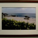 들꽃사랑 이미지