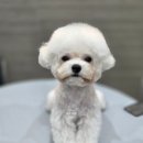 댕댕그루밍 네이버블로그