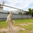 진도애견훈련소 이미지