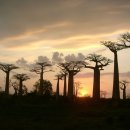 바오밥나무 이미지