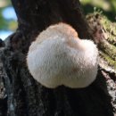 한라흑돼지 이미지