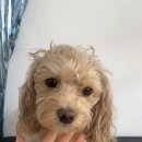 그루밍솔루션 구로점 이미지