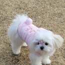 댕댕라운지 | 1.16 댕댕라운지