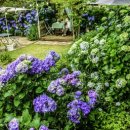 앵지밭골 이미지