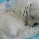 제니스동물병원 이미지