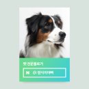 안녕, 펫 | [공지] 2025년 대형견 강아지 네이버 펫 인플루언서 선정 후기