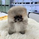 퓨어펫 강아지분양 고양이분양 울산점 이미지