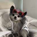 9월의 소원 동물병원 이미지