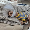 체인지펫샵 이미지