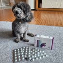 베가(VEGA) | (협찬) 간 영양제 닥터레이 VEGA 체험후기
