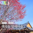 매곡동 주민센터 | 순천 매곡동 탐매마을 축제 홍매화 명소 여행 코스 추천