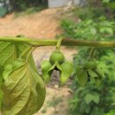 심성 농장 이미지