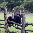 여주-0840 | [춘천 여행 ] 남이섬 특별우대 입장 후기