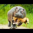 45 Times Animals Messed with Wrong Opponents! 이미지