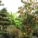 감나무골 이미지