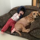 늙은 개 이미지