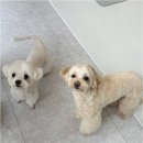 뽀그리독 이미지