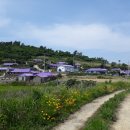 반월도퍼플펜션 이미지