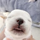 모델독켄넬 이미지