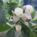 소수식당 이미지