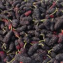 뽕나무집 이미지