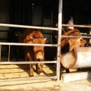 동강1리 이미지