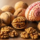 호두 효능과 뇌 건강에 좋은 이유 이미지