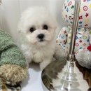 청주 강아지 분양 리몽드 퍼피 켄넬 이미지