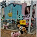 제주네 애견유치원 이미지