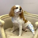 메르시동물병원 이미지